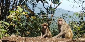 Netarhat Rachi Ranchi – Netarhat- Ranchi – Latehar Tourism®