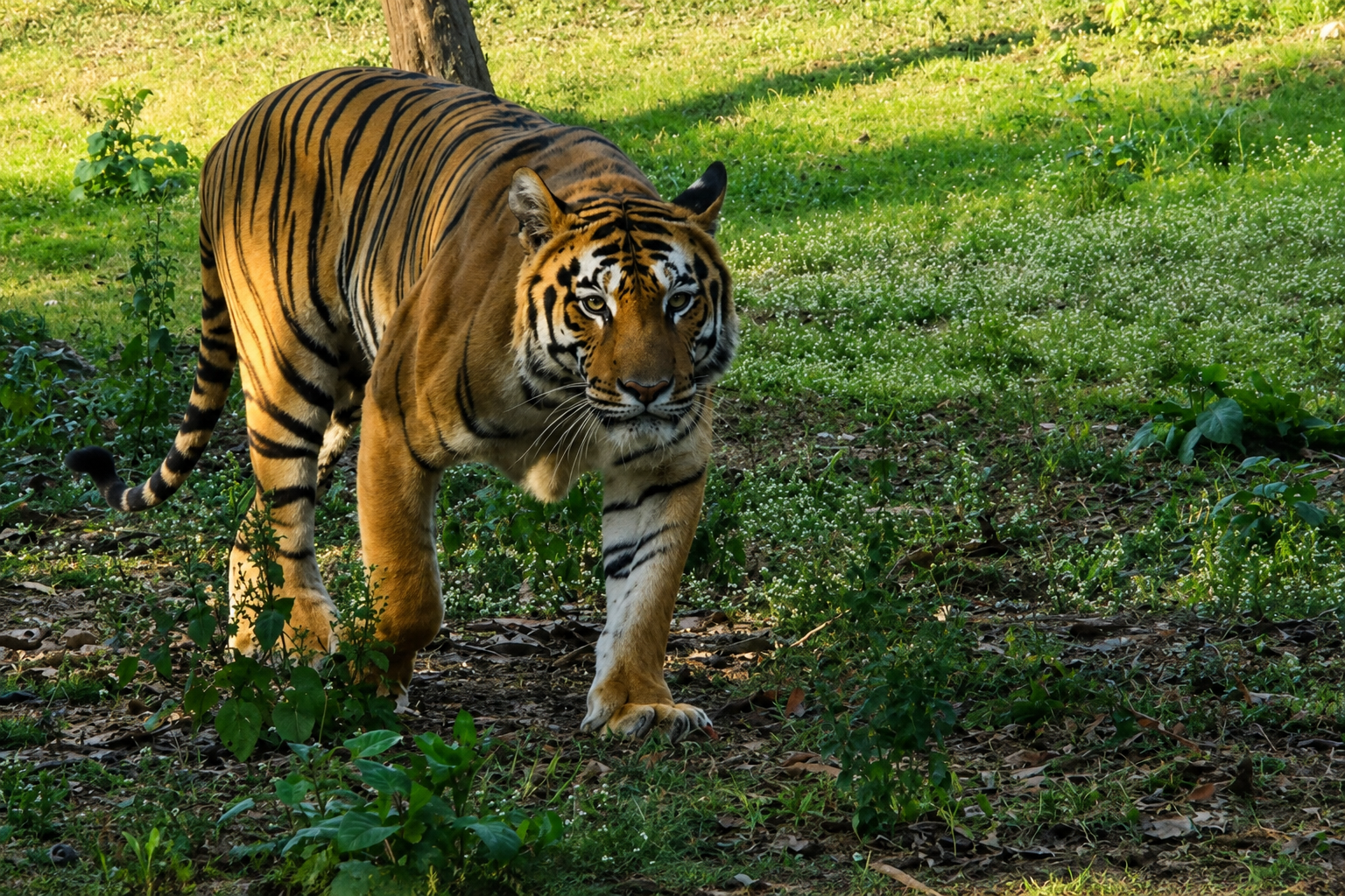 best tourism service provider in jamshedpur jharkhand