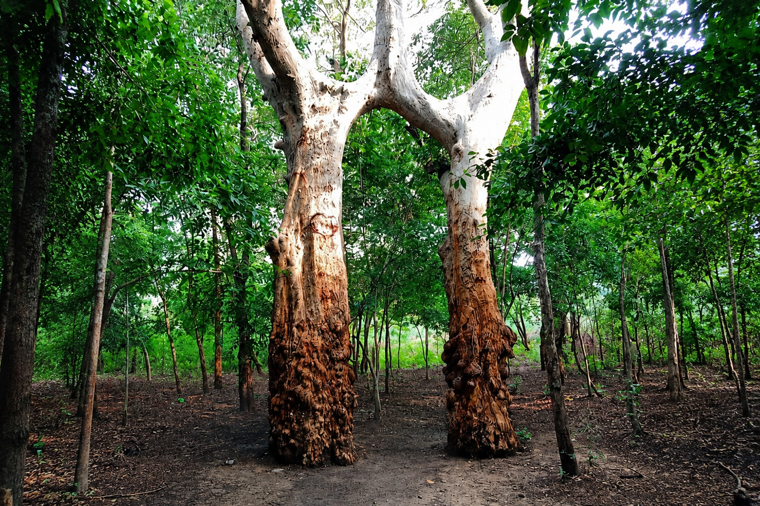 magical tree